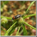 Eutomostethus ephippium - Blattwespe 01.jpg